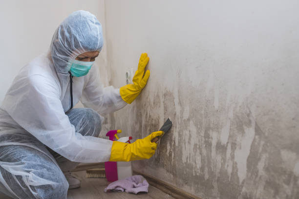 Mold Remediation for Vacation Homes in Little Canada, MN