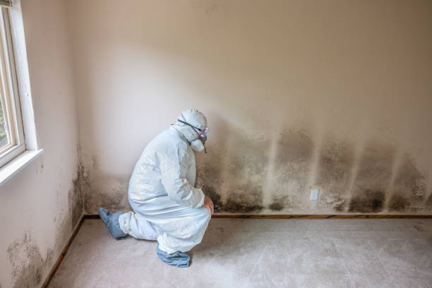 Forensic Mold Investigation in Little Canada, MN